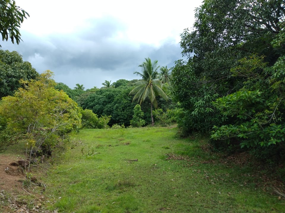 Mango Farm For Sale at Sibunag, Guimaras