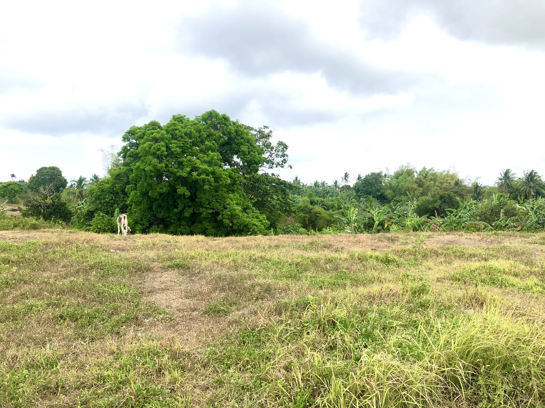 Affordable Farm Lot for Sale along Kaong-Bulihan Road Silang Cavite