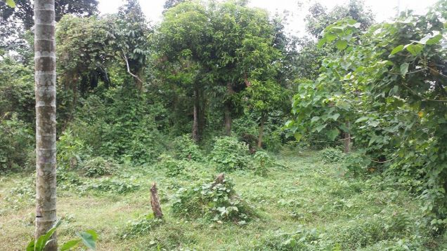 8450sqms Farm Lot! With Woods for Furniture at Palasan Sta Cruz Laguna