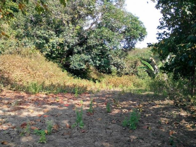 For Sale Farm Lot In La Union, Ilocos Philippines Bauang With 6 Hectares