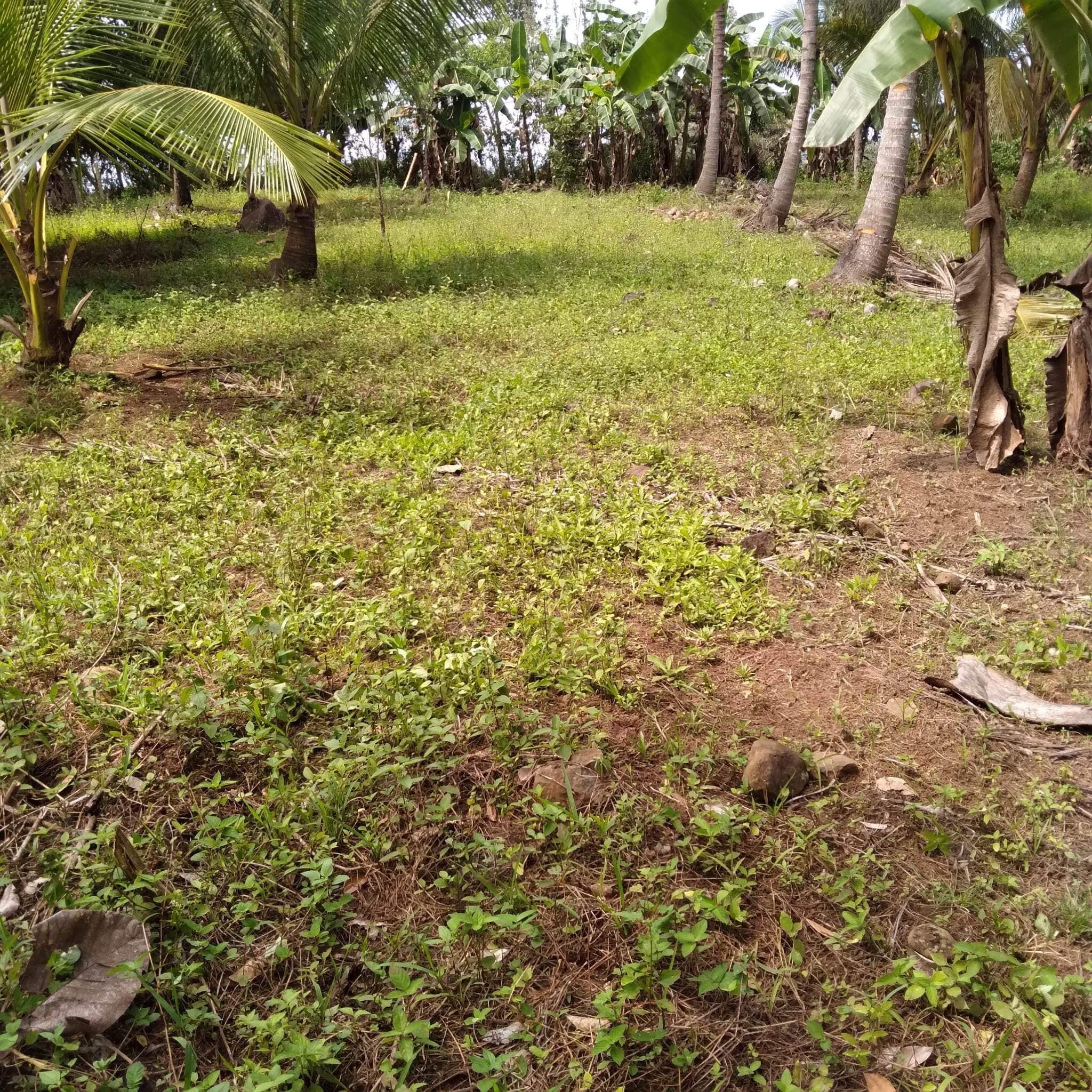 flat-terrain-farm-lot-for-sale