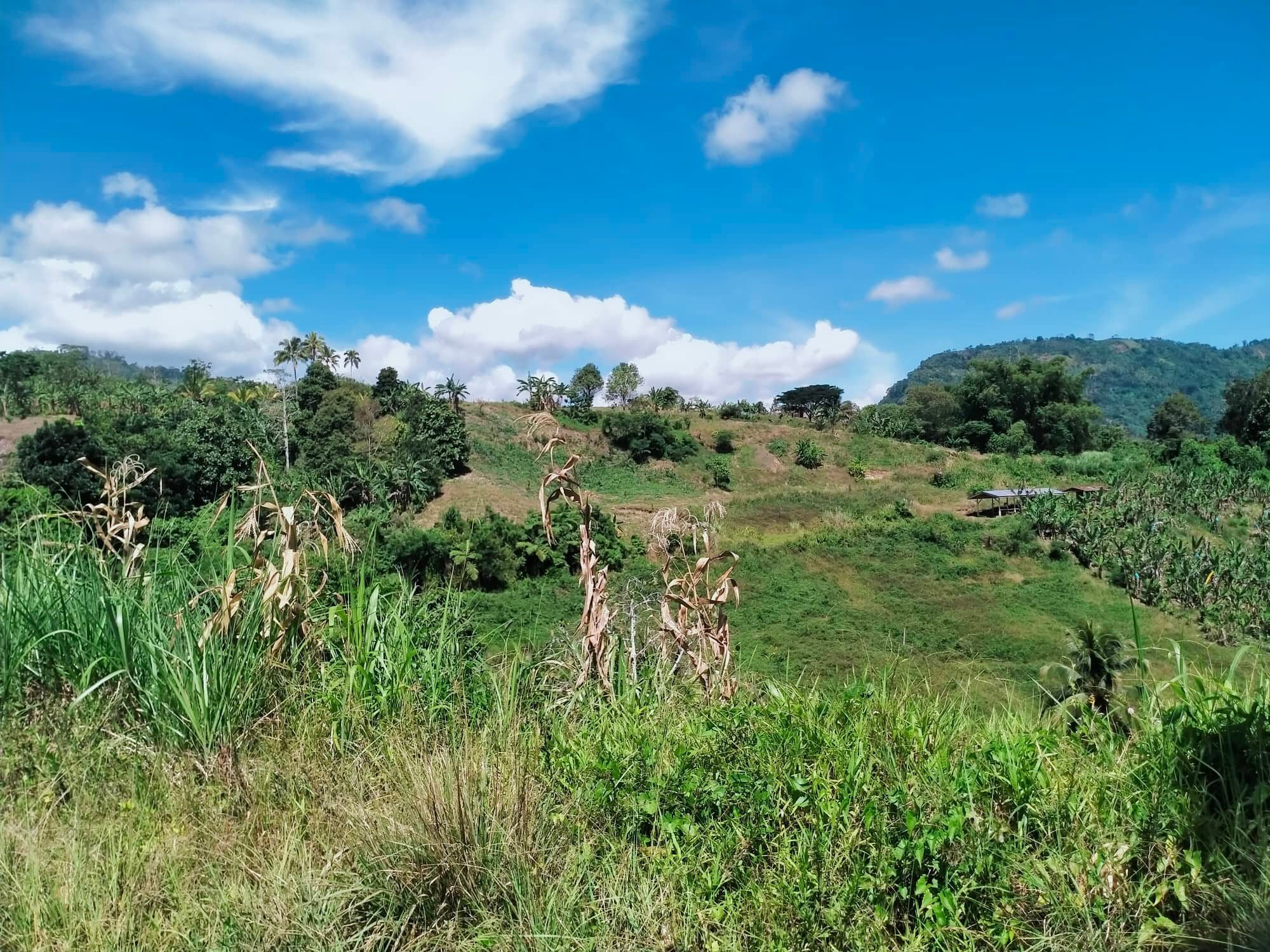 for-sale-1-hectare-overlooking-farm-in-davao-calinan